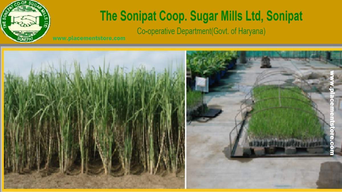 Sonipat Sugar Mill Recruitment 2021 Clerk, Supervisor 56 Post